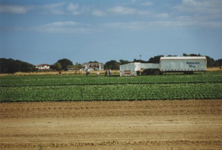 Selsey: Nature’s Way fields - thumbnail image