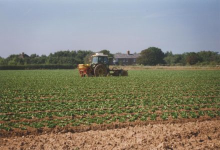 Selsey: Farm vehicle in field of lettuce on “Nature’s Way” land. - thumbnail image