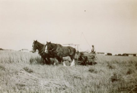 Selsey: Harvesting - thumbnail image